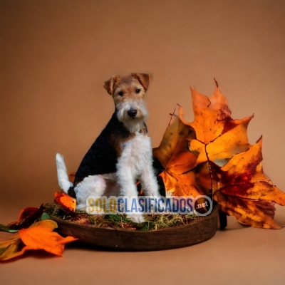 FOX TERRIER DE PELO LARGO PETS AVAILABLE NOW... 