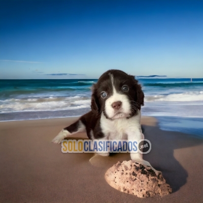 SPRINGER SPANIEL TAKE IT AT A SUPER PRICE... 