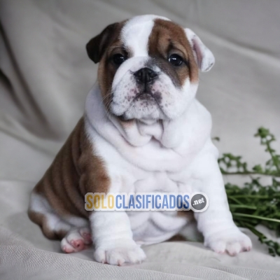 ENGLISH BULLDOG IN NORTH CAROLINA... 