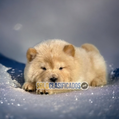 HERMOSO CACHORRO CHOW CHOW... 