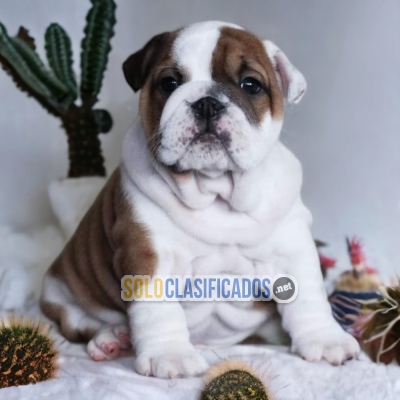 BULLDOG INGLES PUPPY FOR SALE... 