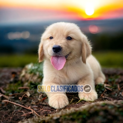 DISPONIBLES / AVAILABLE GOLDEN RETRIVIER... 