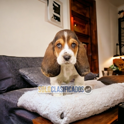 Hermosos cachorros disponibles BASSET HOUND... 