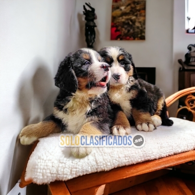 Beautiful puppies available BERNESE MOUNTAIN DOG with the best ma... 