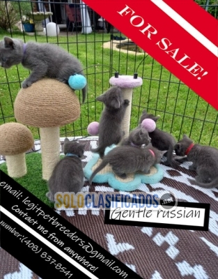 Gentle Russian kittens for sale... 