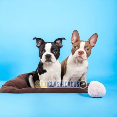 BOSTON TERRIER DISPONIBLE AQUI... 