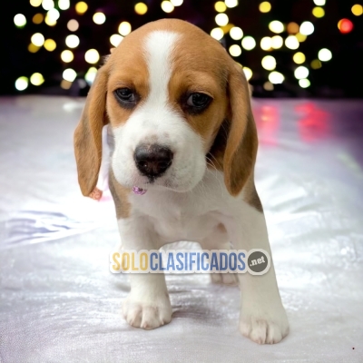 Beagle poket available North carolina... 