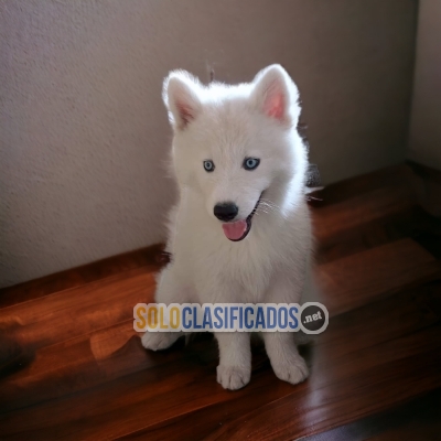 BELLO CACHORRO HUSKY SIBERIANO... 