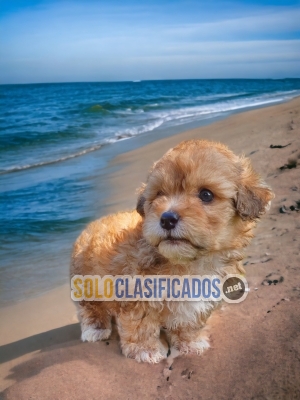 Bichon Habanero Adorable and Pretty Puppies... 