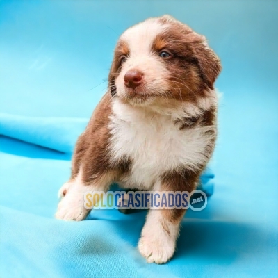 SWEETIE BORDER COLLIE FOR SALE... 