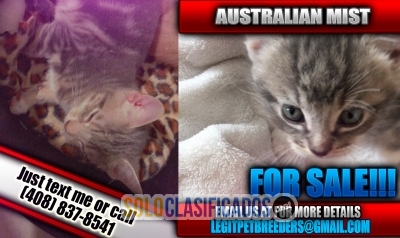 AUSTRALIAN MIST KITTENS FOR SALE !!!!!!!... 