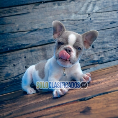 CUTE  BULLDOG  FRANCES  EXOTIO PUPPY FOR SALE BUY IT NOW... 