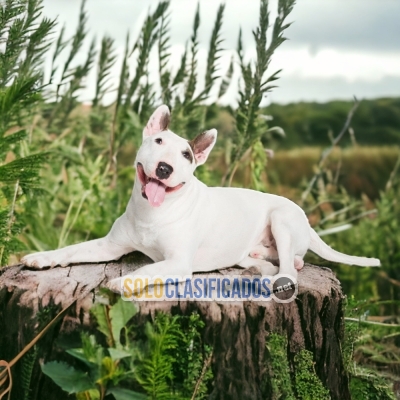BULL TERRIER DOGS AVAILABLE... 