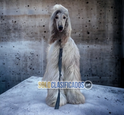 Elegante perrito de raza Galgo Afgano elegancia para tu casa y  t... 