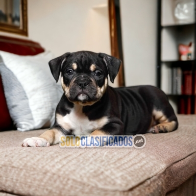 BONITO AMERICAN BULLY  para tu familia... 