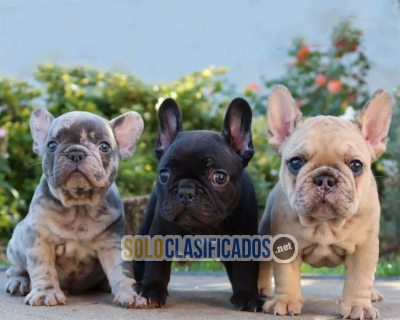 Excelentes cachorros de Bulldog Francés en venta...