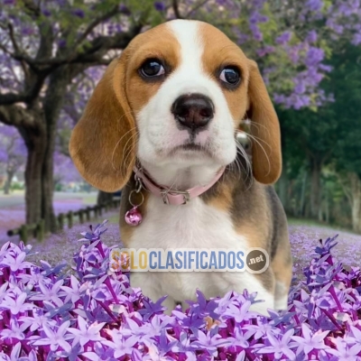 Beagle Pocket Americano... 