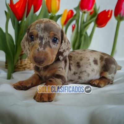 Salchicha Arlequin Chocolate Cute Puppies... 