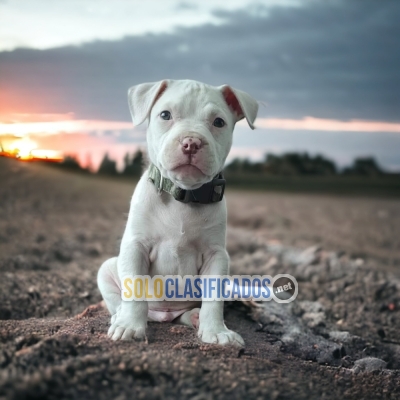 Pitbull Bellos y Hermosos Cachorros... 