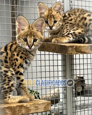 Gatitos serval disponibles para la venta...