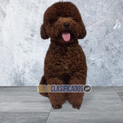 1FRENCH POODLE CHOCOLATE HERMOSO CACHORRO... 