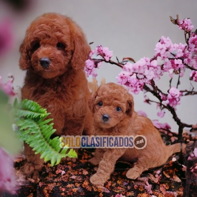 ADORABLE FRENCH POODLE RED PUPPY FOR SALE... 