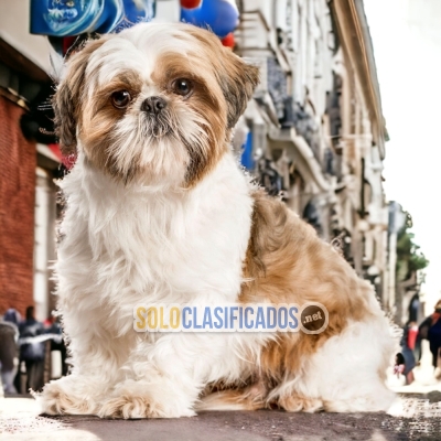 SHIH TZU        IT WILL BE YOUR COMPANION AND BEST COMPANY FROM N... 