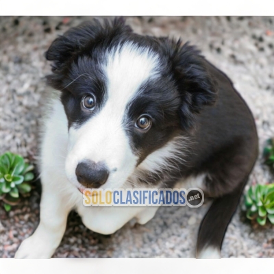 Border Collie Normal Unicos Y Bellos Cachorros... 