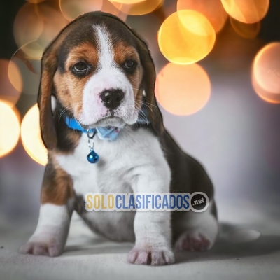 ADORABLE BEAGLE POKET AMERICANO  DISPONIBLE  PARA TI... 