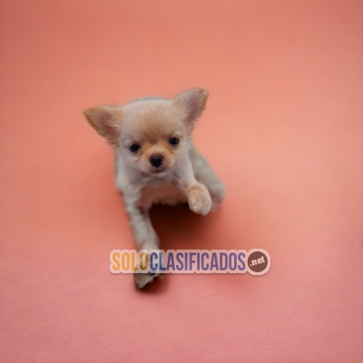 BEAUTIFUL PUPPIES CHIHUAHUA PELO LARGO... 