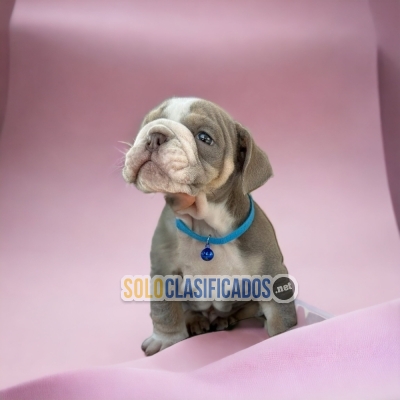 ENGLISH BULLDOG AVAILABLE NORTH CAROLINA NOW... 