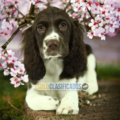 Springer Spaniel Your Best Friend from Now On... 