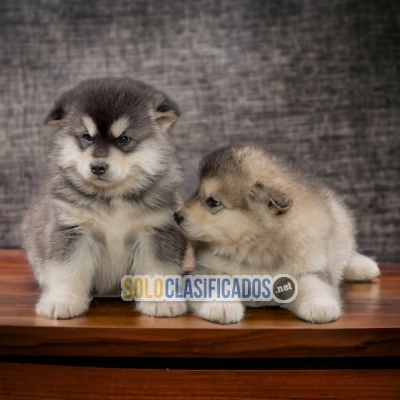 ALASKAN MALAMUTE HAPPINESS FOR YOUR HOME... 