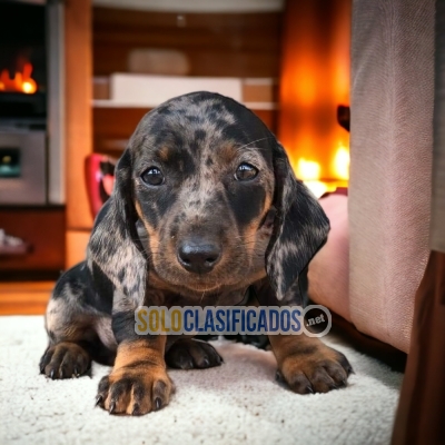 2CUTE PUPPIES AVAILABLE DACHSHUND ARLEQUIN  NORT CAROLINA... 