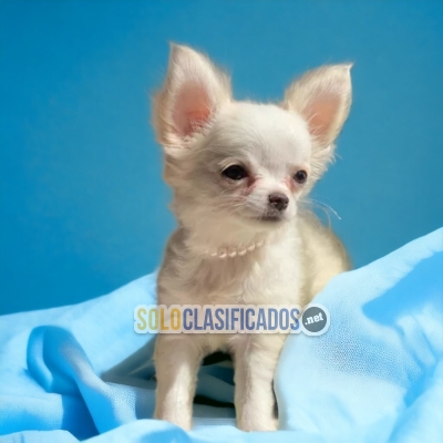 Long Hair Chihuahua Amazing Puppies... 