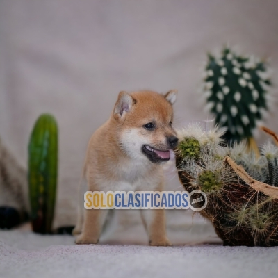 SWEET PUPPIES AKITA INU (JAPONES)... 