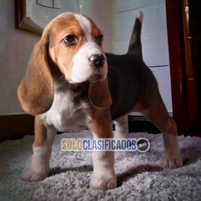 CUTE BEAGLE POCKET AMERICAN... 