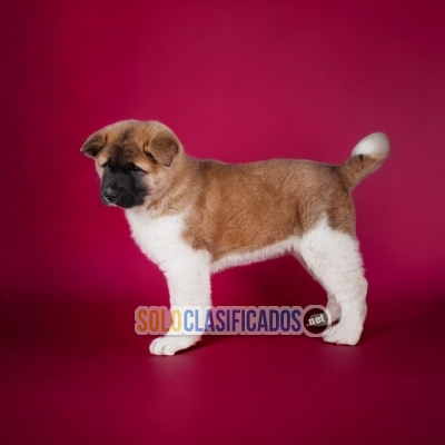 Bellos cachorritos Akita Americano esperan por ti aqui te damos l... 