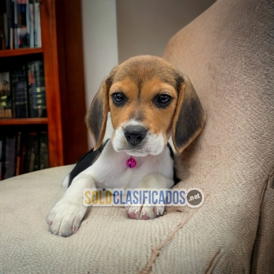 Beagle Harrier / Beagle Harrier Available Here... 