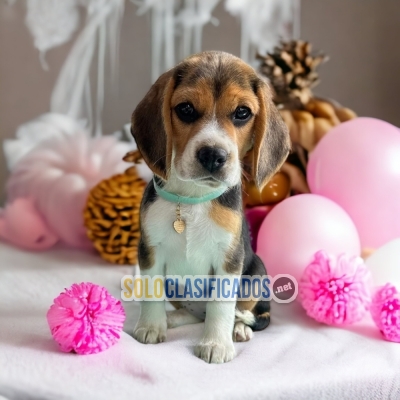 Pretty and cute Beagle puppy... 
