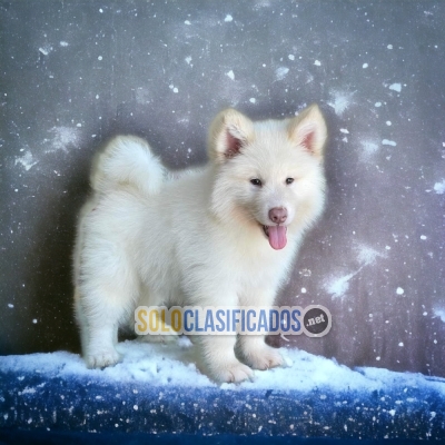 Beautiful puppies ALASKAN MALAMUTE with the best market condition... 