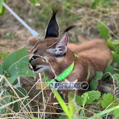 Solo Clasificados - Hermosos gatitos caracal disponibles Buscamos un comprador serio plenamente consciente de las necesidades específicas de esta especie y capaz de prop - imagen: 5