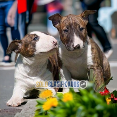 Bellos BULL TERRIER... 