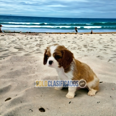 Adorables cachorros cavalier King Charles spaniel... 