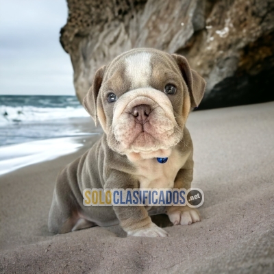 Exotic English Bulldog Fine and Radiant Puppies... 