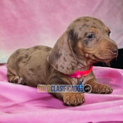 DOG DACHSHUND HARLEQUIN AVAILABLE... 