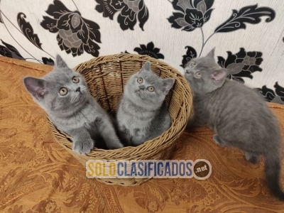 British Shorthair kittens for sale 2 girls 2 boys... 