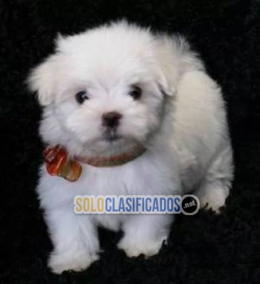 lindo cachorros Bichon Maltes Mini Toy Para Adopcion... 