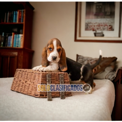 Friendly and Lovely Basset Hound Puppies... 