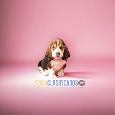 Beautiful puppies available now: BASSET HOUND... 